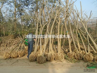 沭阳县佳龙园林绿化苗木场